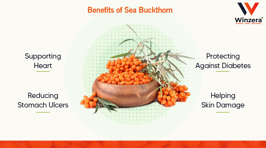 benefits of sea buckthorn