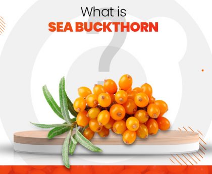 What is Sea Buckthornand Benefits of Sea Buckthorn