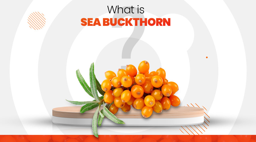 What is Sea Buckthornand Benefits of Sea Buckthorn